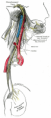 Course of distribution of the glossopharyngeal, vagus and accessory nerves